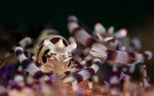 Mates / Coleman shrimp by James Deverich 